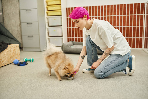 etetési idő háziállat hotel, lila hajú kutya sitter etetés imádnivaló pomerániai köpködés kibbles - Fotó, kép