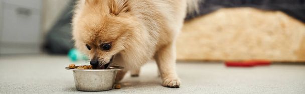 adorable pomeranian spitz jedzenie pożywne suche jedzenie z miski w powitalnym hotelu zwierzaka, sztandar - Zdjęcie, obraz