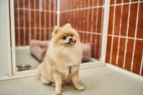 cute pomeranian spitz sticking out tongue while sitting in cozy kennel in welcoming pet hotel - Zdjęcie, obraz