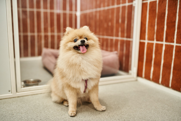 Modern evcil hayvan otelinde şirin Pomeranian Spitz rahat bir köpek kulübesinin yanında oturuyor ve dilini dışarı çıkarıyor. - Fotoğraf, Görsel