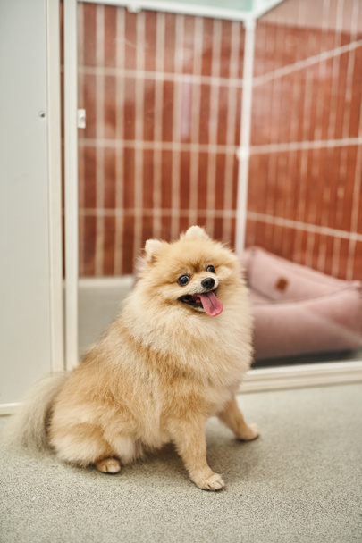 Sevimli Pomeranian Spitz evcil hayvan otelinde rahat bir köpek kulübesinin yanında oturuyor ve dilini dışarı çıkarıyor. - Fotoğraf, Görsel