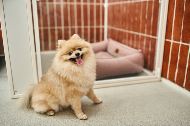 divertido spitz pomeraniano con la lengua hacia fuera sentado cerca de acogedor recinto del perro en el hotel de mascotas, comodidad - Foto, Imagen
