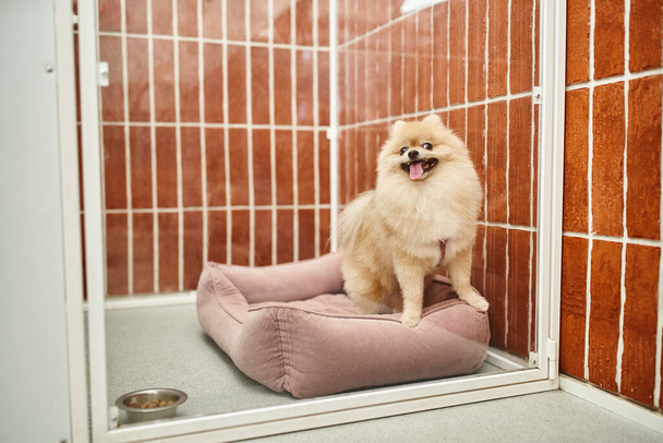 cute pomeranian spitz sitting on soft dog bed in cozy kennel near bowl of dry food, cozy stay - Photo, Image