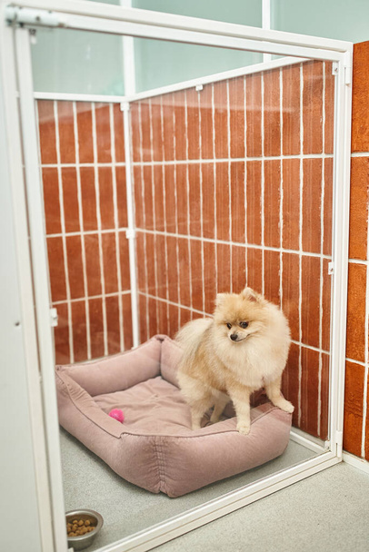Komik Pomeranya tükürüğü, sıcak köpek kulübesinde yumuşak köpek yatağında otururken kuru yemekle kaseye bakıyor. - Fotoğraf, Görsel
