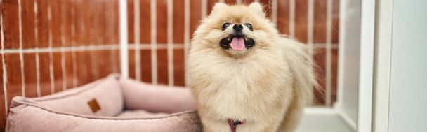 playful pomeranian spitz sticking out tongue in comfortable dog kennel near soft dog bed , banner - Foto, Bild