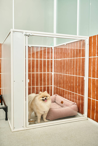 adorable pomeranian de pie cerca de suave cama de perro y tazón con chibbles en cómoda perrera - Foto, Imagen