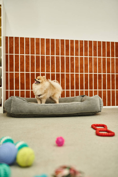 nadýchaný pomeranian spitz stojící na měkké psí posteli v blízkosti hraček na podlaze v uvítacím pet hotelu - Fotografie, Obrázek