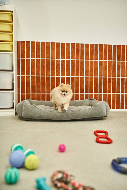 Verspielter Pommernspitzsprung vom Hundebett auf Fußbodenspielzeug im Haustierhotel, Hundeglück - Foto, Bild