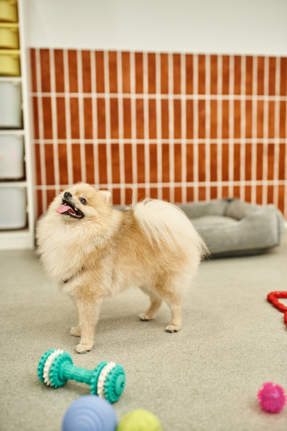 Lustiges Pommersches mit herausstehender Zunge neben Spielzeug in einladendem Haustierhotel, haustierfreundliches Konzept - Foto, Bild