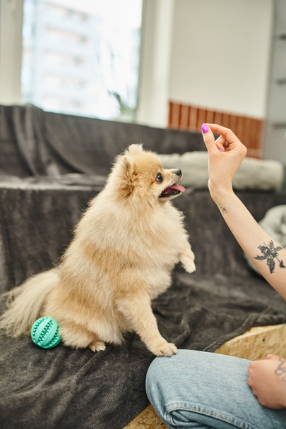 cropped view of tattooed dog sitter with treat near fluffy dog during training class in pet hotel - Photo, Image