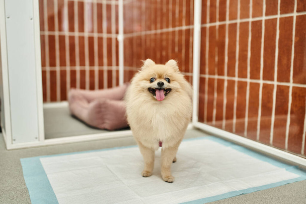 loveable pomeranian spitz standing on pee pad near comfortable kennel in pet hotel, cozy stay - Photo, Image