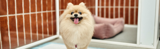 funny pomeranian spitz looking at camera near comfortable kennel in cozy pet hotel, banner - Photo, Image