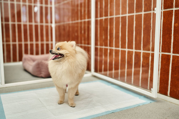 obedient pomeranian spitz standing on pee pad near kennel in pet hotel, comfortable accommodation - Photo, Image