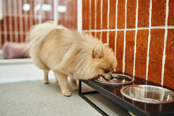 pomeranian spitz drinking water from bowl stand near cozy kennel in pet hotel, dog-friendly concept - Photo, Image