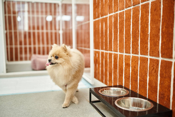 funny pomeranian spitz sticking out tongue near bowl stand in cozy environment of pet hotel - Photo, Image