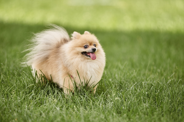 adorable spitz pomeraniano sobresale lengua mientras camina sobre césped verde en el parque, fotografía de mascotas - Foto, Imagen