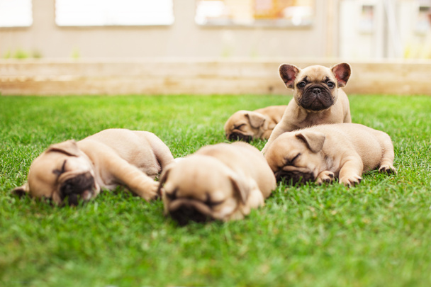 little sleeping French bulldog puppies - Photo, Image