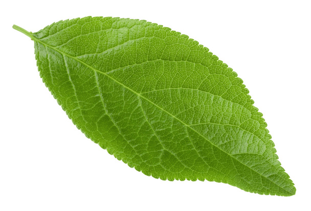 Слива leaf ізольовані
 - Фото, зображення