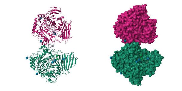Кристаллическая структура нелигандированной гликозидазы, регулирующей миогенез. 3D мультфильм и гауссовы модели поверхности, PDB 7qqf, белый фон - Фото, изображение
