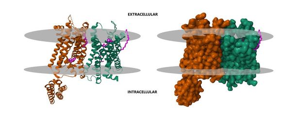 Структура ноцицептин-орфанных опиоидных рецепторов FQ в комплексе с пептидом миметическим (розовым). 3D Гауссова поверхности и мультфильмов моделей, цепи id цветовой схемы, PDB 4ea3, белый фон - Фото, изображение