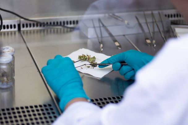 καλλιέργεια φυτικών ιστών στο εργαστήριο, Γεωπονική επιστήμη - Φωτογραφία, εικόνα