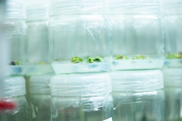καλλιέργεια φυτικών ιστών στο εργαστήριο, Γεωπονική επιστήμη, - Φωτογραφία, εικόνα