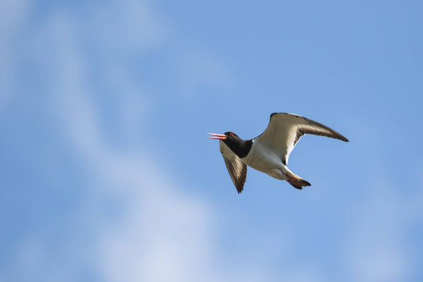Un retrato de cerca de un haematopus ostralegus o ostrero que vuela a través de un cielo azul nublado con sus alas abiertas. El pájaro zancudo tiene plumas blancas y negras y se eleva por el aire. - Foto, Imagen