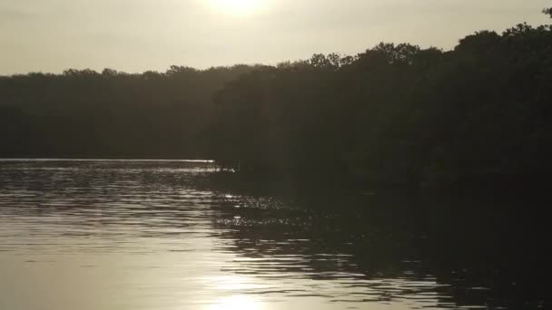 Sabahın erken saatlerinde Galapagos adalarındaki sakin bir mangrov ormanının sularında süzülen küçük şişme bot.. - Video, Çekim