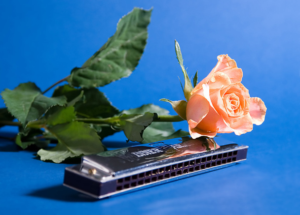 Rose et harmonica
 - Photo, image