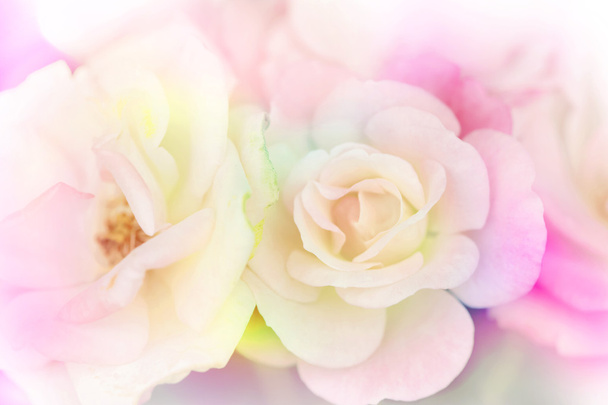 Rosa rosa fondo, flor borrosa fondo
 - Foto, Imagen