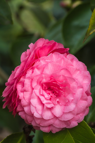 Camellia täydessä kukassa
 - Valokuva, kuva