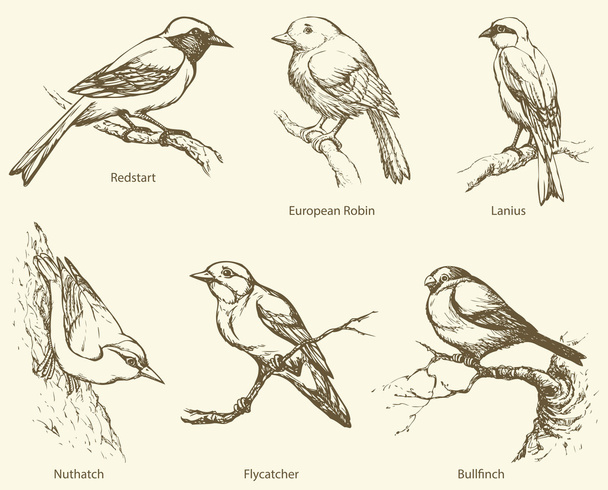 Ensemble vectoriel d'oiseaux : Bullfinch, Redstart, Nuthatch, Flycatcher
, - Vecteur, image
