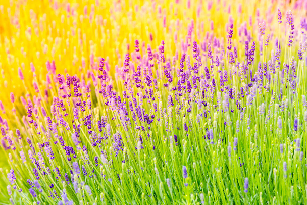 Lavendelblüten im grünen Feld - Foto, Bild