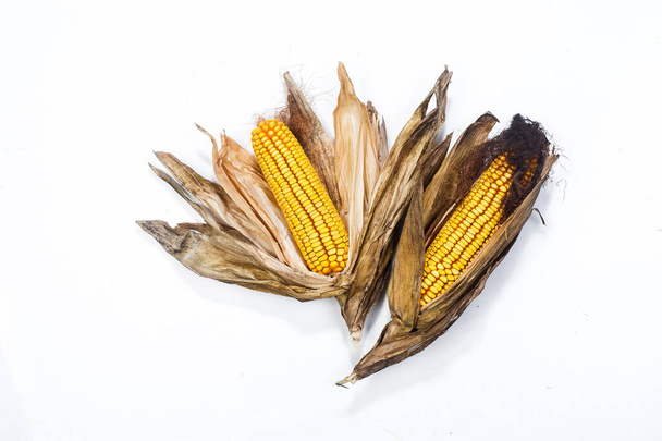 maïs mature sur fond blanc
 - Photo, image