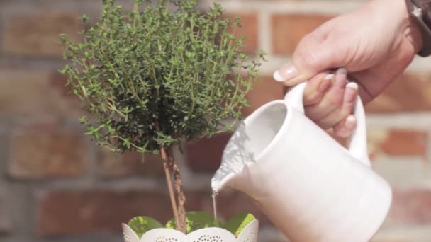 Thyme in a pot being watered - Footage, Video