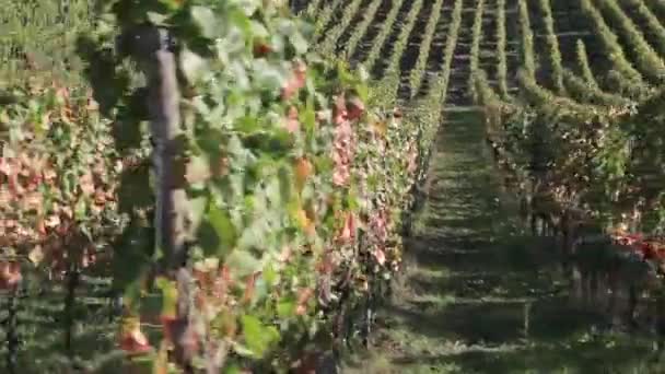 A vineyard in Possnitzberg - Footage, Video