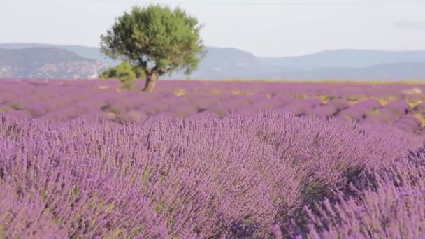 A flowering lavender field with a mountain landscape - Footage, Video