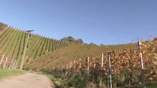 Vineyard near Stetten - Footage, Video
