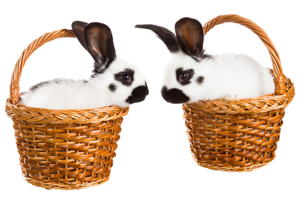 lapins blancs
 - Photo, image