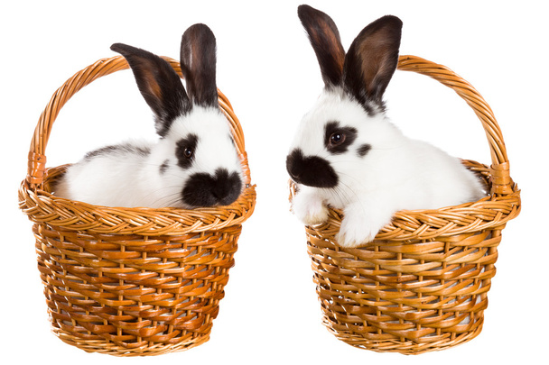 кролики
 - Фото, зображення