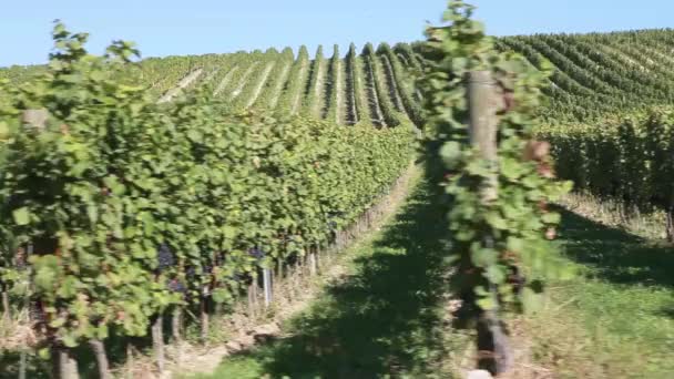 Vineyard  at sunny day - Footage, Video