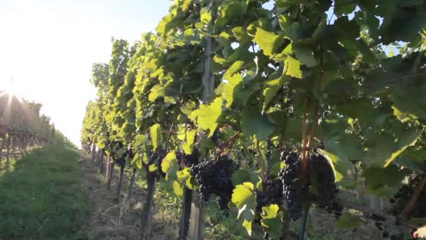 Blaufrankisch grapes on a vines - Footage, Video