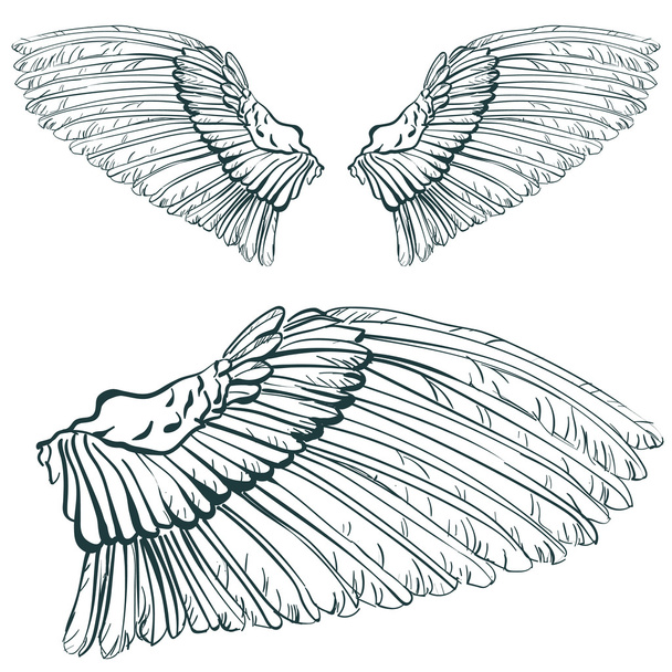крило ескіз
 - Вектор, зображення