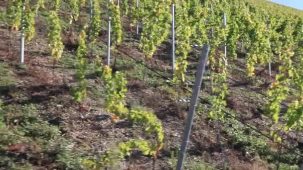 Vineyard in Passnitzberg close up - Footage, Video