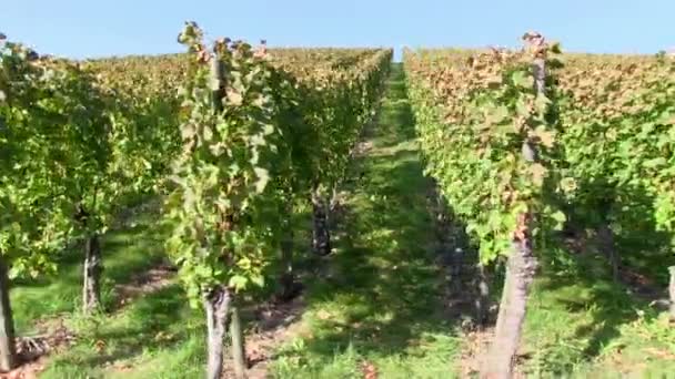 Vines near Stetten - Footage, Video
