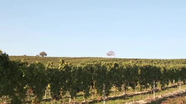 Een wijngaard in Oostenrijk - Video