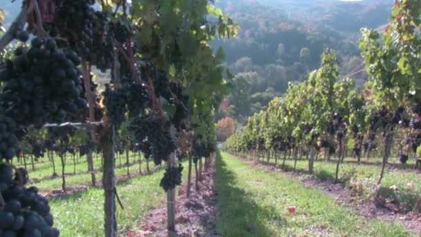 Lemberger vines near Stetten - Footage, Video