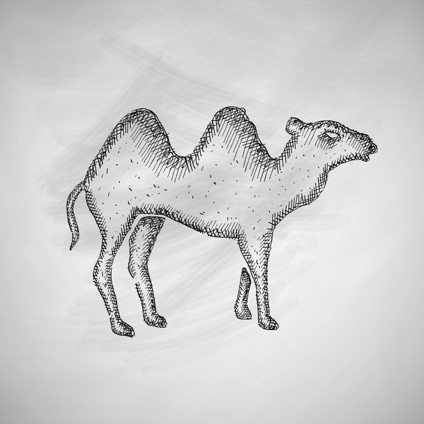 Καμήλα εικονίδιο στον πίνακα κιμωλίας - Διάνυσμα, εικόνα