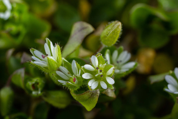 Au printemps, Stellaria media pousse dans la nature. Plante herbacée qui pousse souvent dans les jardins comme mauvaise herbe. Petites fleurs blanches sur des tiges vert charnu. - Photo, image