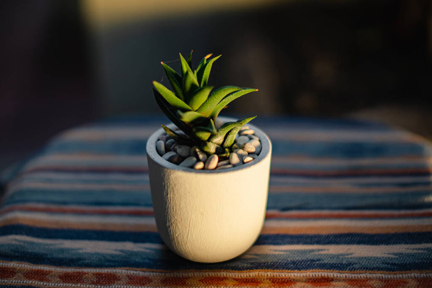 Primer plano y bokeh de una planta suculenta haworthia glabrata en una pequeña olla blanca colocada sobre una mesa con un mantel étnico en la terraza de la casa por la noche cuando la luz del sol es de color amarillo dorado - Foto, imagen